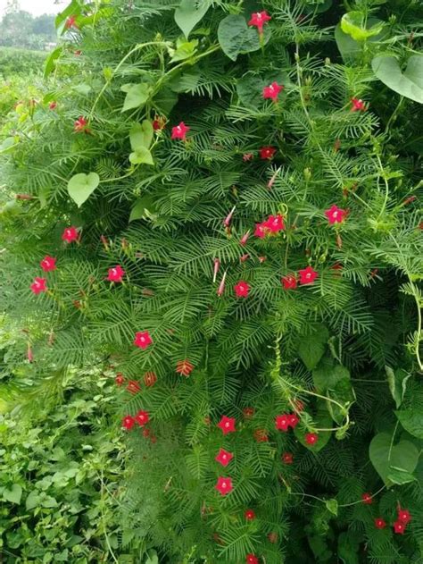 爬藤類的花|8種適合四季栽培的爬藤花卉，特容易生長